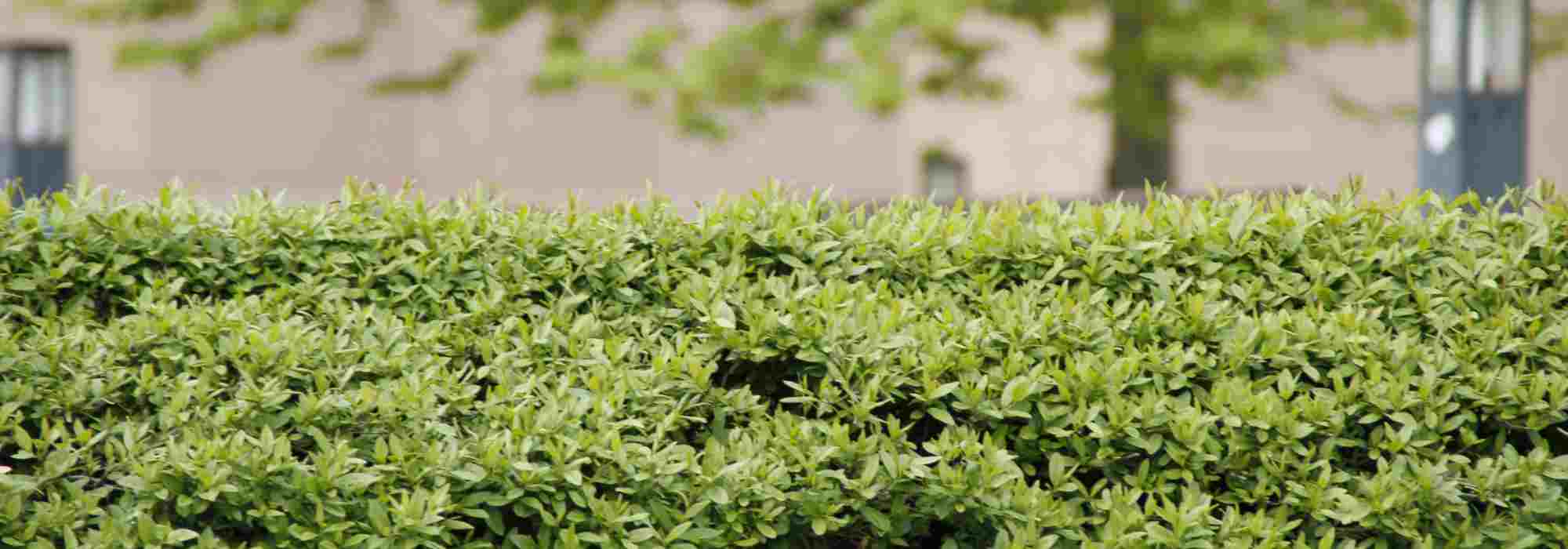 How to hide from the neighbours on a budget?