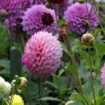Planting dahlias: 8 common mistakes to avoid