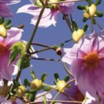 5 Giant Dahlias to Plant at the Back of a Border