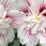 Double-flowered hibiscus: the most beautiful varieties