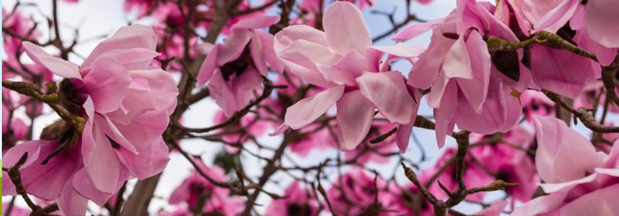 5 spring-flowering magnolias