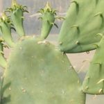 7 Hardy Opuntia to Plant Almost Anywhere in France