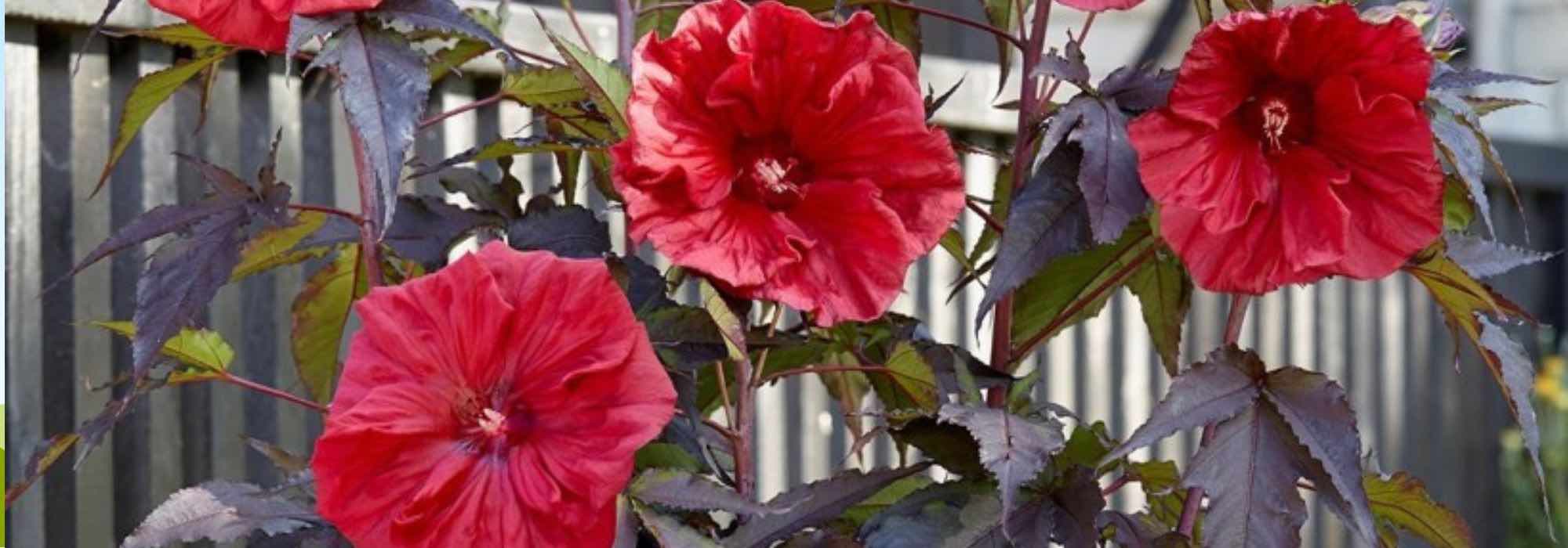 6 Plants for Creating a Rain Garden