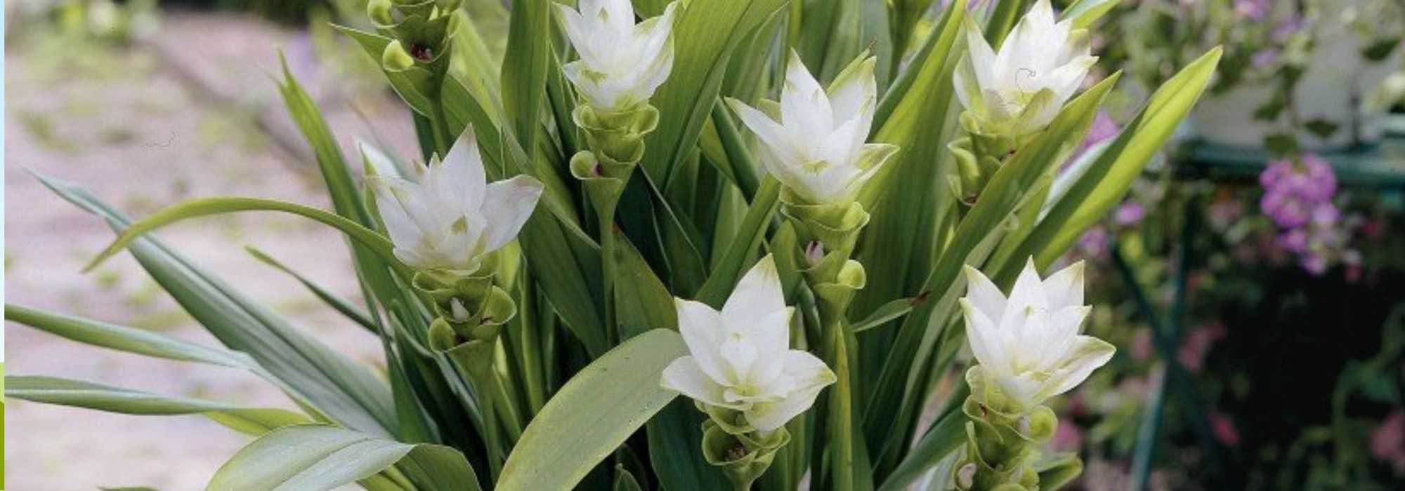 6 precious spring-flowering flowers