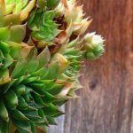 Drought-resistant plants to grow in pots