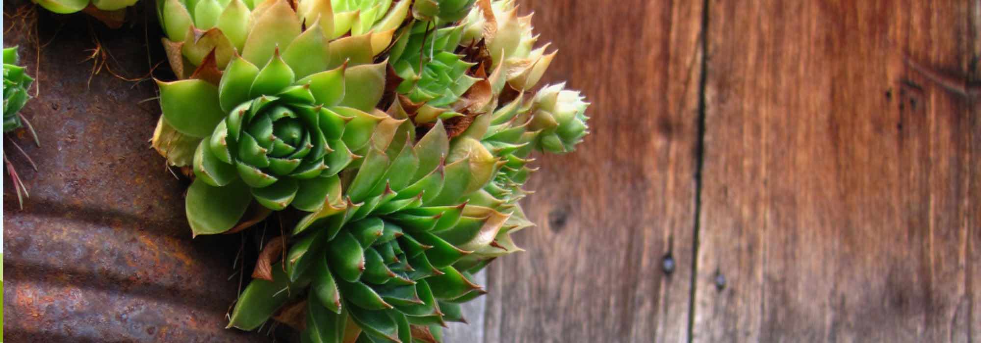 Drought-resistant plants to grow in pots