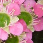 Leptospermum: the most beautiful varieties