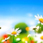 12 medicinal plants to combat stress