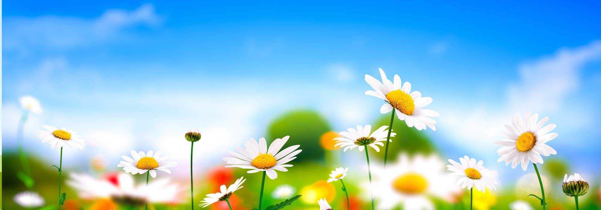 12 medicinal plants to combat stress