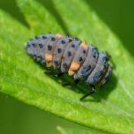 Ladybird larvae: when and how to use them in the garden?