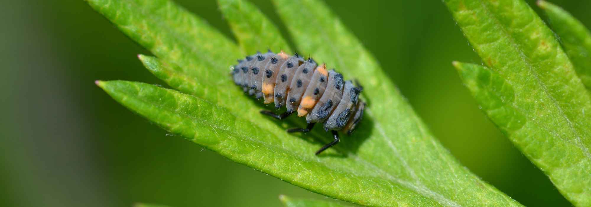 Ladybird larvae: when and how to use them in the garden?