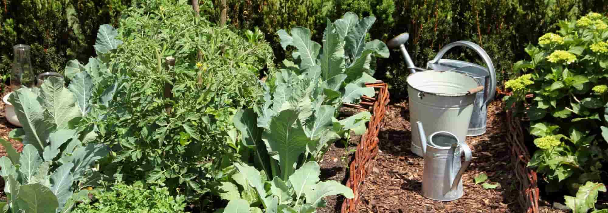 Which vegetables to grow in summer?