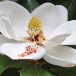 5 summer-flowering magnolias