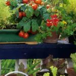 Growing vegetables and fruits in the city: our tips