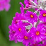 7 Collection Primroses to Discover