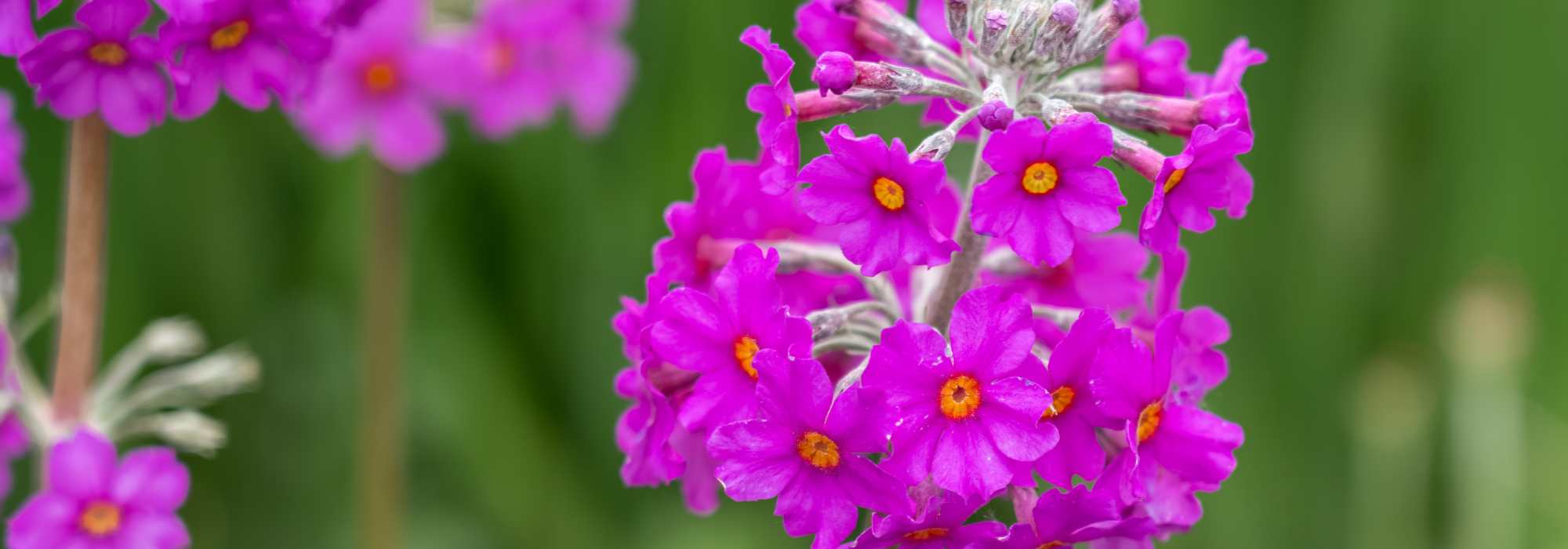 7 Collection Primroses to Discover