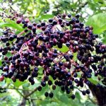 How to make granita with elderberry berries?