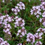 How to choose thyme?