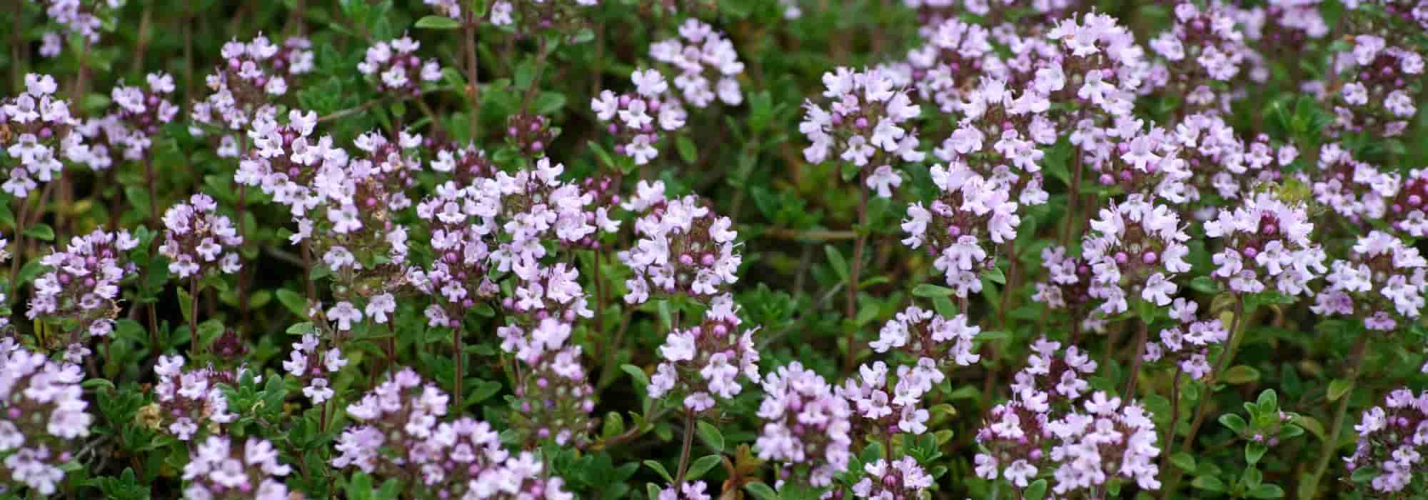 How to choose thyme?