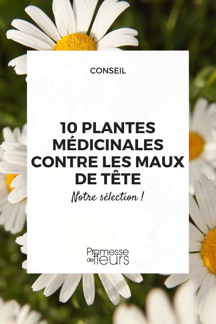 10 medicinal plants to fight against headaches