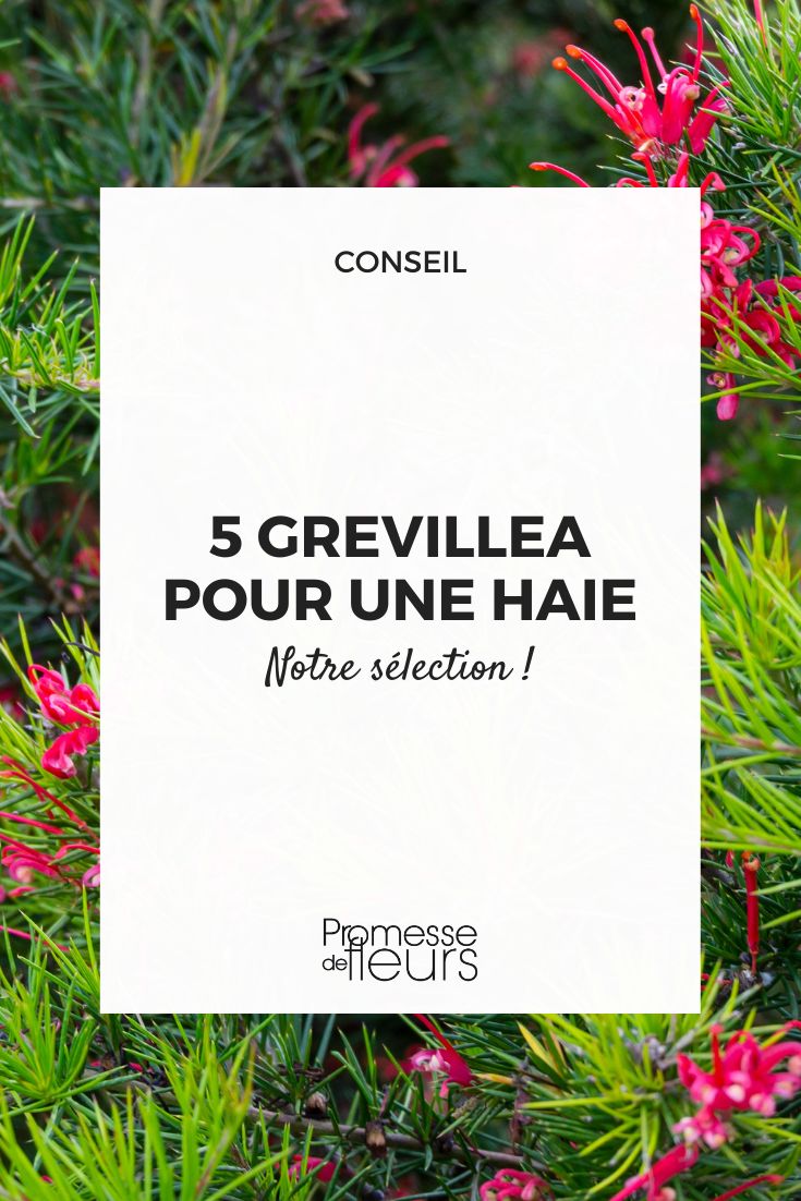 5 Grevilleas for a Hedge