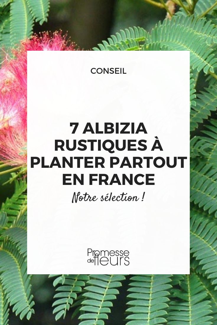 7 Hardy Albizia to Plant Everywhere in France, or Almost A selection of hardy Albizias