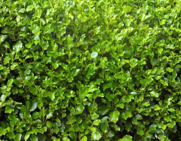 How to propagate Griselinia?