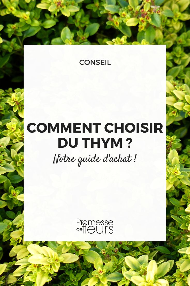 How to Choose Thyme