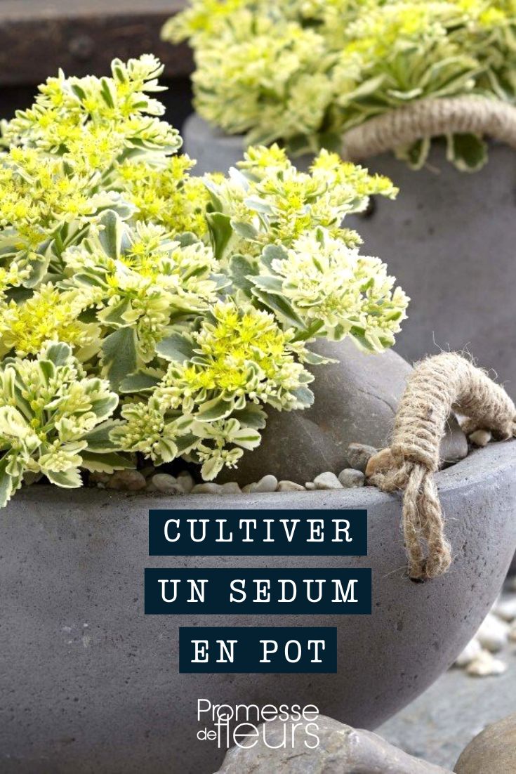 How to Grow Sedum in a Pot