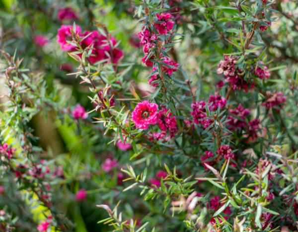 How to propagate Leptospermum?