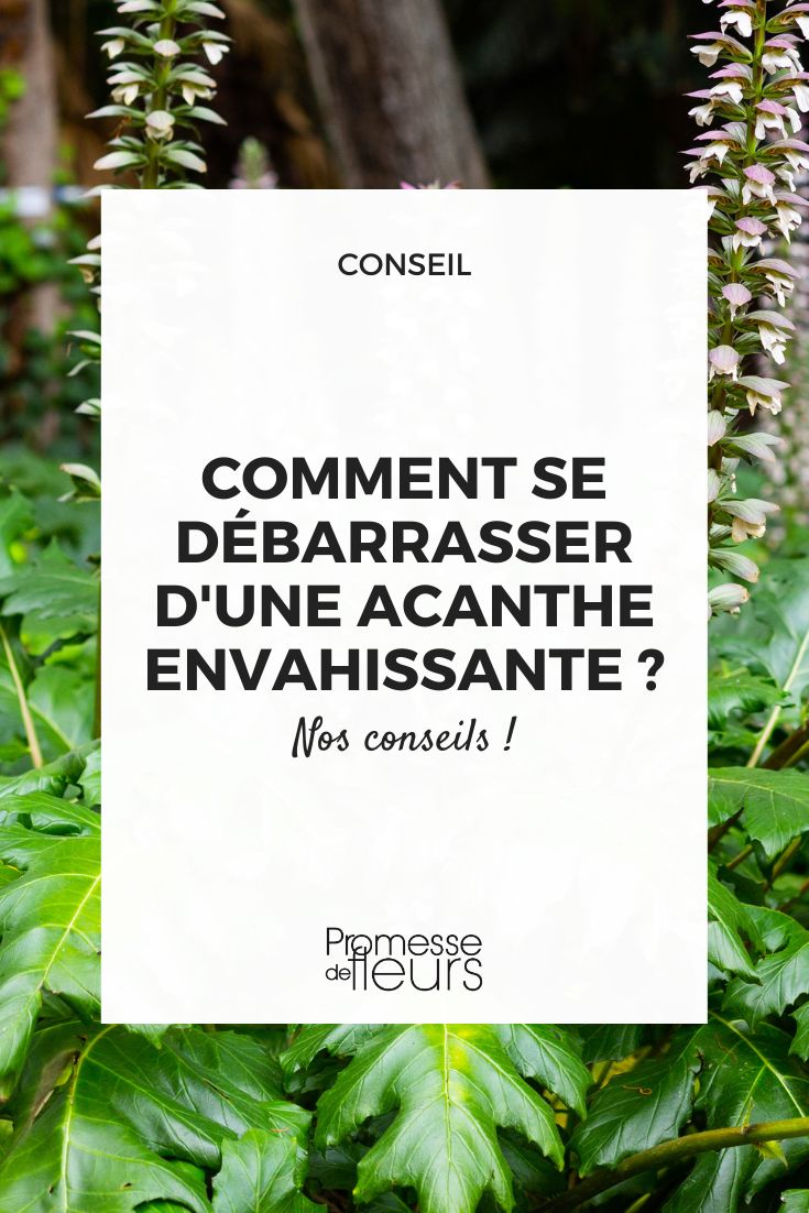 How to get rid of an invasive bear's breech