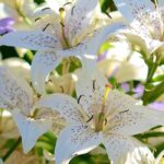 10 tips for successfully growing lilies