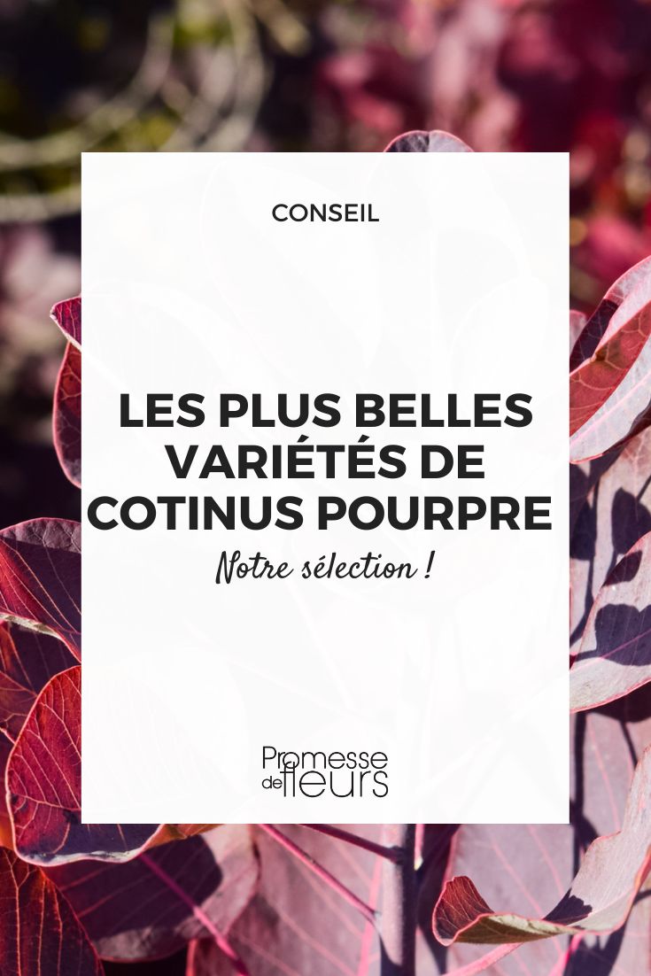 Naked Cotinus: the most beautiful varieties