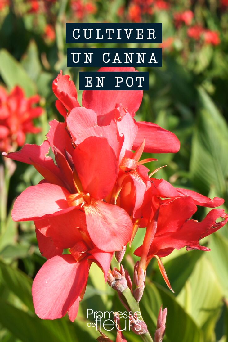 Advice for Growing Canna in a Pot
