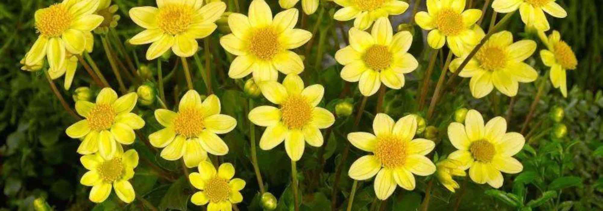 5 Dahlias for Border Planting