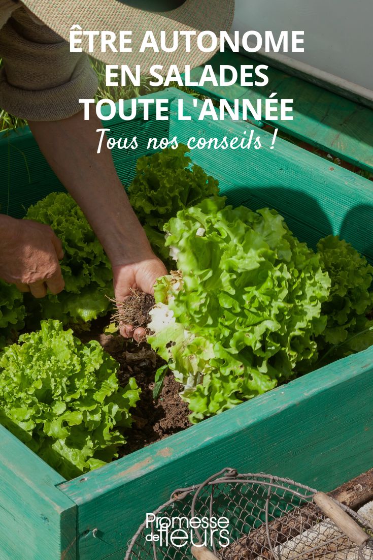 Being self-sufficient in salads all year round