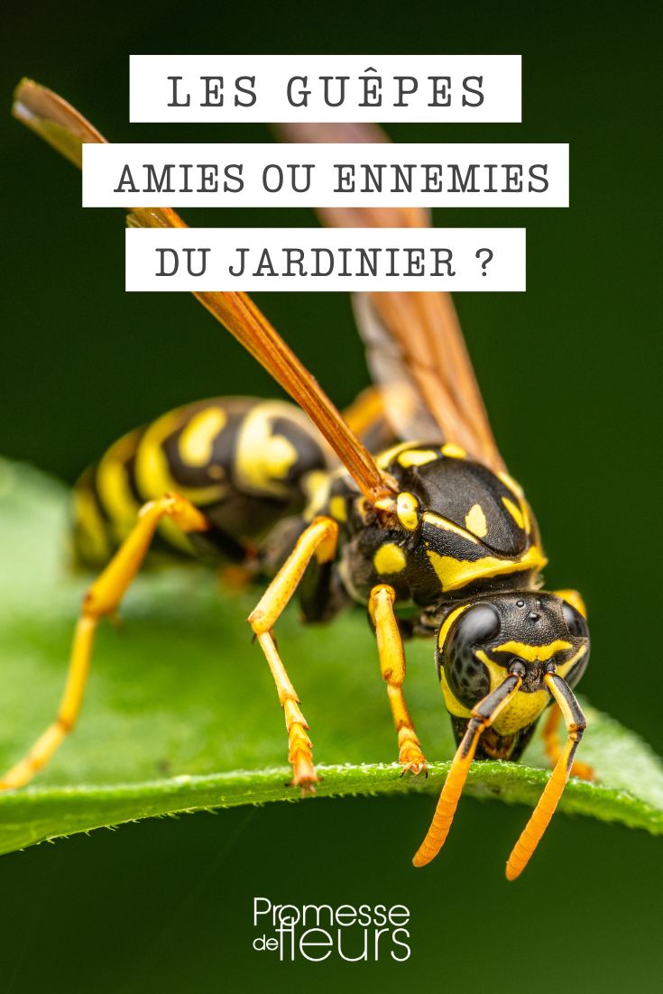 Wasps in the garden: friends or foes?