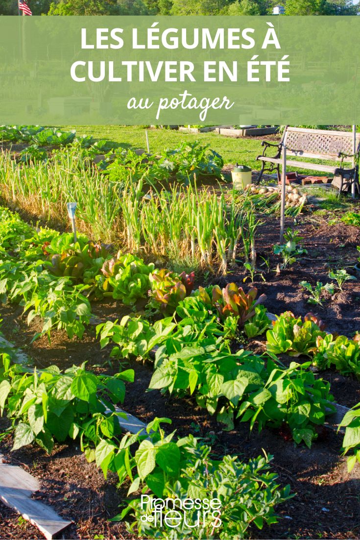 summer vegetable garden