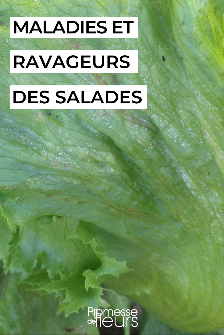 Diseases and Pests of Lettuce Dealing with and preventing naked diseases and pests on lettuces