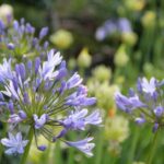 Are agapanthus endangered?