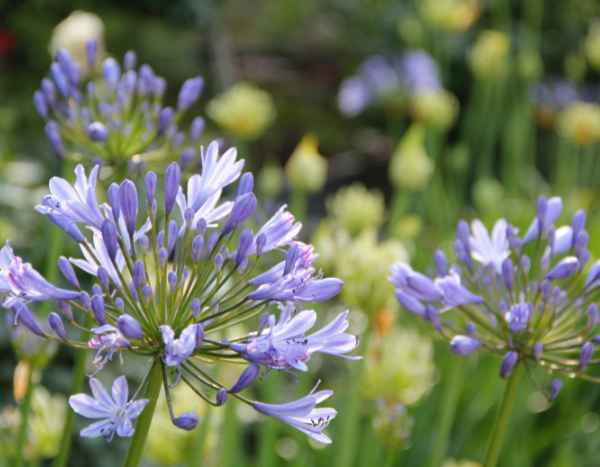 Are agapanthus endangered?