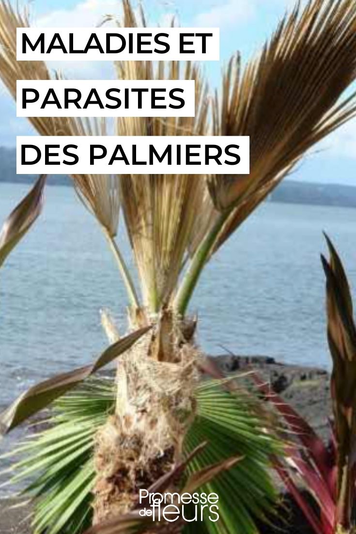 caring for and preventing palm tree diseases