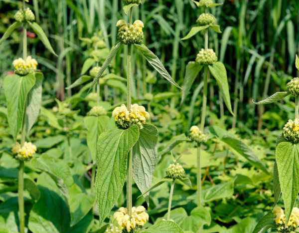 How to propagate Phlomis, or Jerusalem sage?