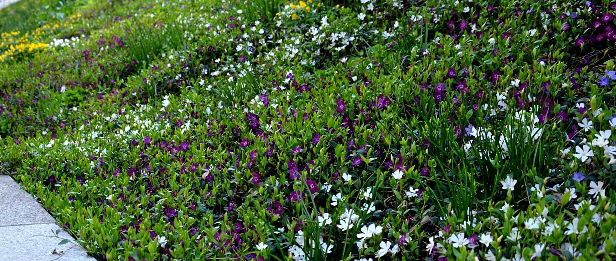 7 perennials ideal for greening a bank