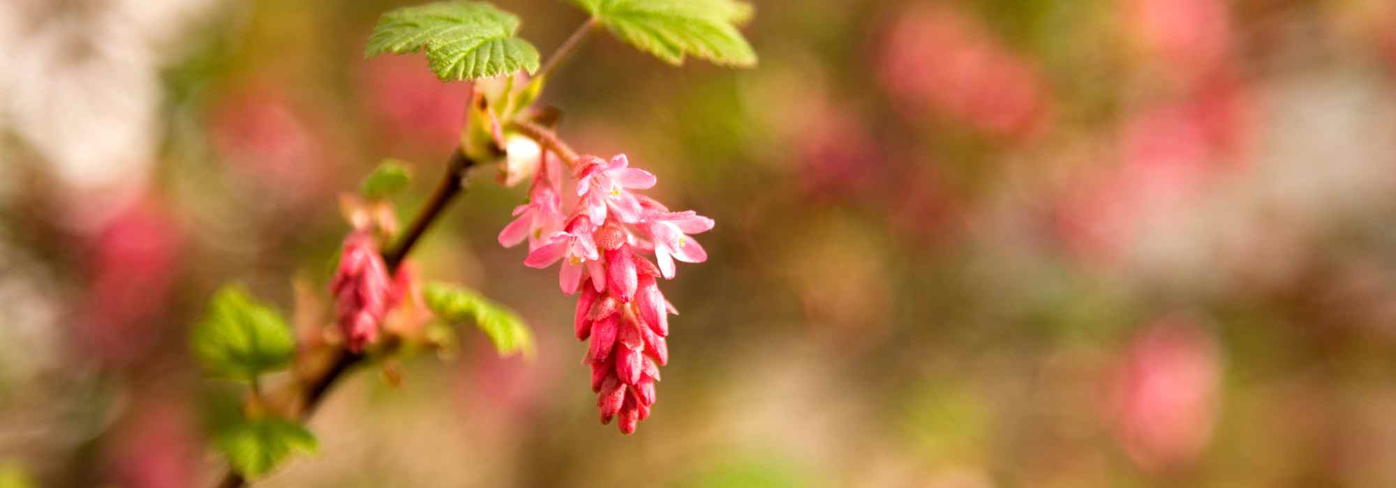 5 ideas for pairing Flowering Currant