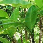 5 cold-hardy banana plants