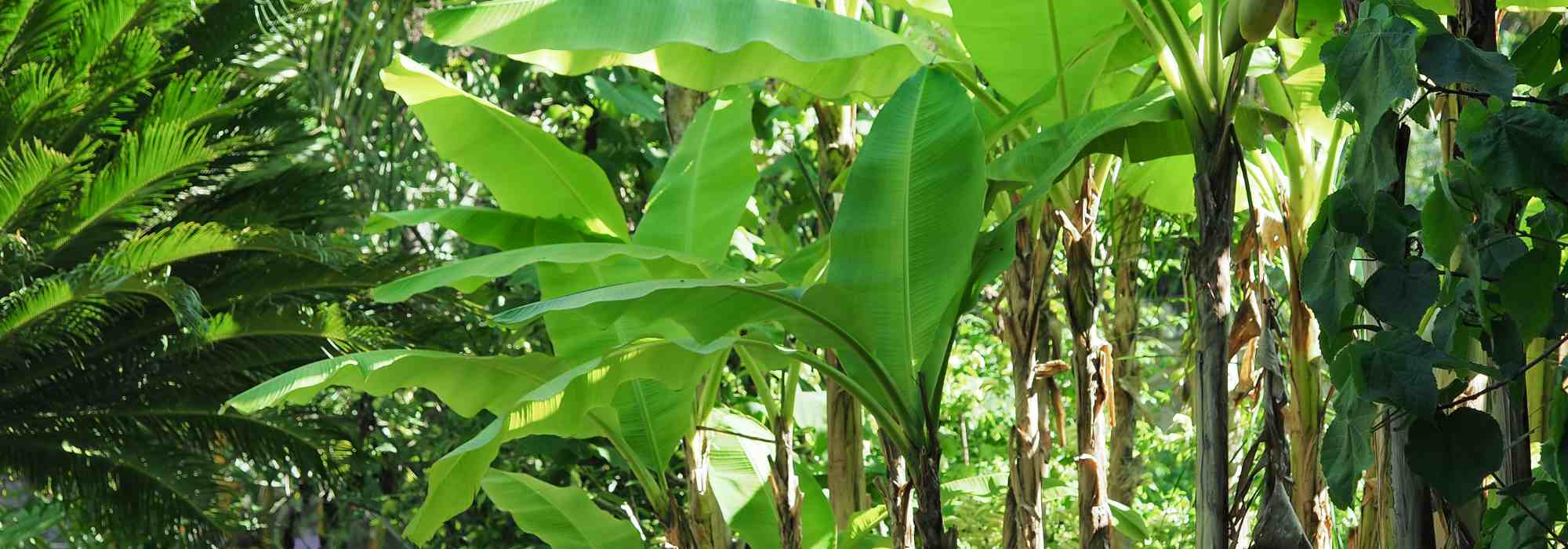 5 cold-hardy banana plants