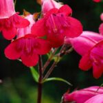 Choosing a Penstemon