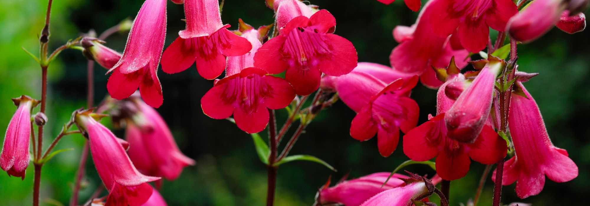 Choosing a Penstemon