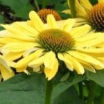 5 Yellow Echinaceas